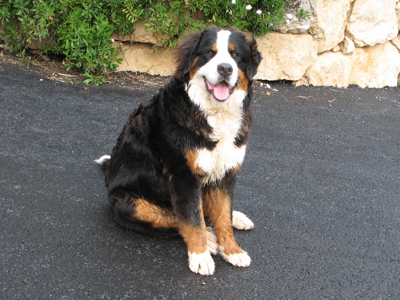 Diva De la grange aux chênes