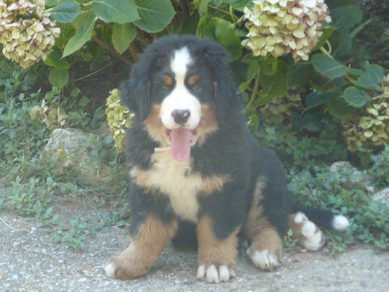 Lennon De la grange aux chênes